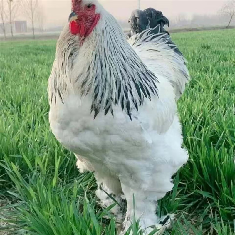 正宗婆罗门鸡活苗纯种大体梵天鸡脱温幼崽青年鸡 【白色】婆罗门鸡苗