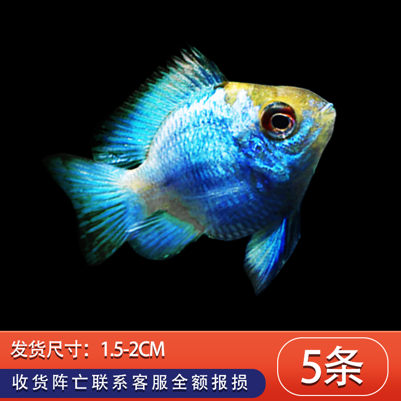 ミニふでのぼり 鯛ちくわ 100ミリ 300ミリ ノボリ 幟 旗 筆書体を使用した一味違ったのぼり旗がお買得 魚 A191 玄関先迄納品 魚 A191