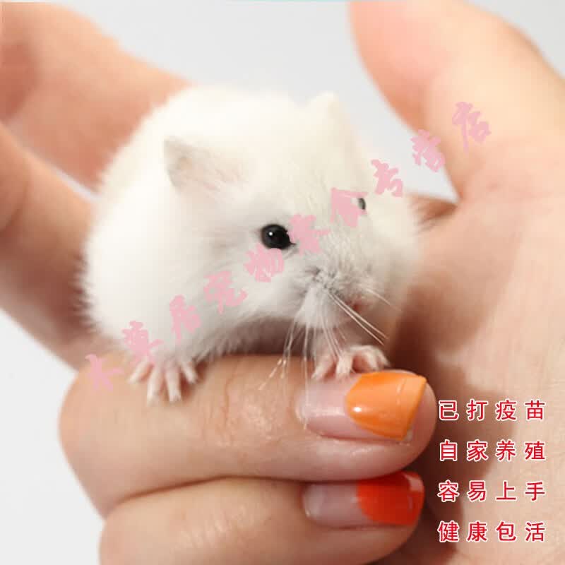 仓鼠活体已打疫苗活物送笼网红好养稀有宠物银狐三线紫仓苍鼠 公【已