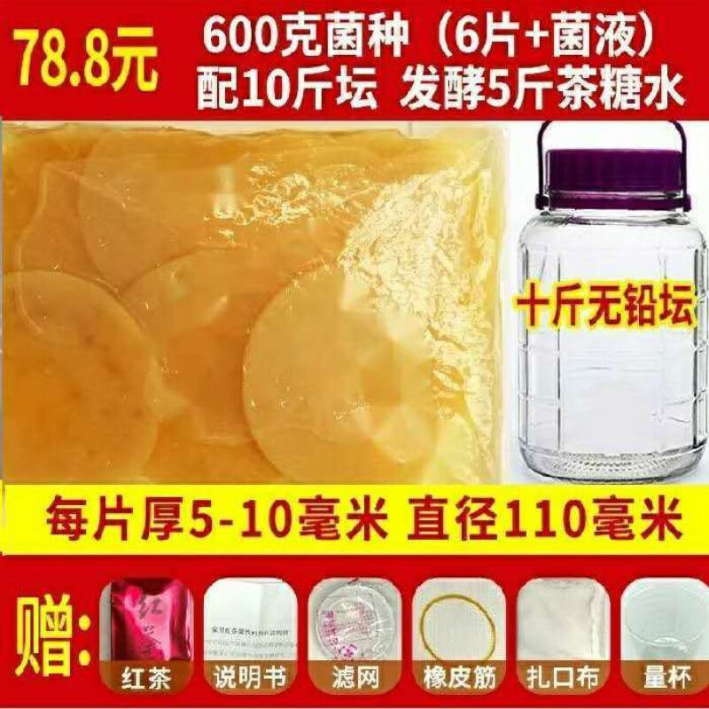 食芳溢红茶菌菌种胃宝菌种母菌海宝菌胃宝家用醋蛾子食用可实验菌种 老菌液+6大厚片全套配10斤坛