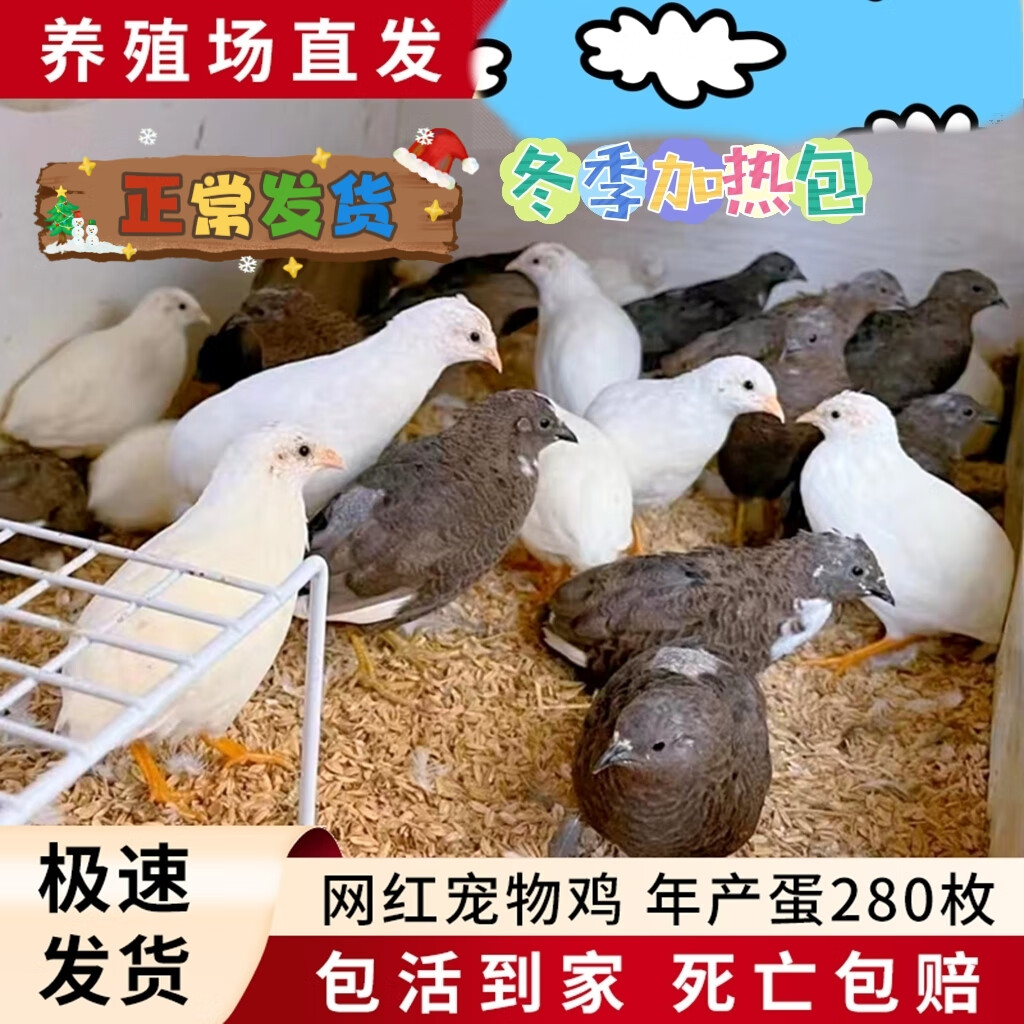 迷你鸡宠物观赏鸡活体德系礼服活物网红纯白瓦灰活苗可孵化受 随机色