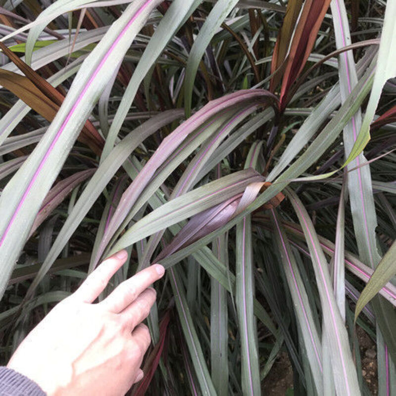 卓天新型牛羊牧红象紫色皇竹巨菌牧种节种子卓天 红象200节