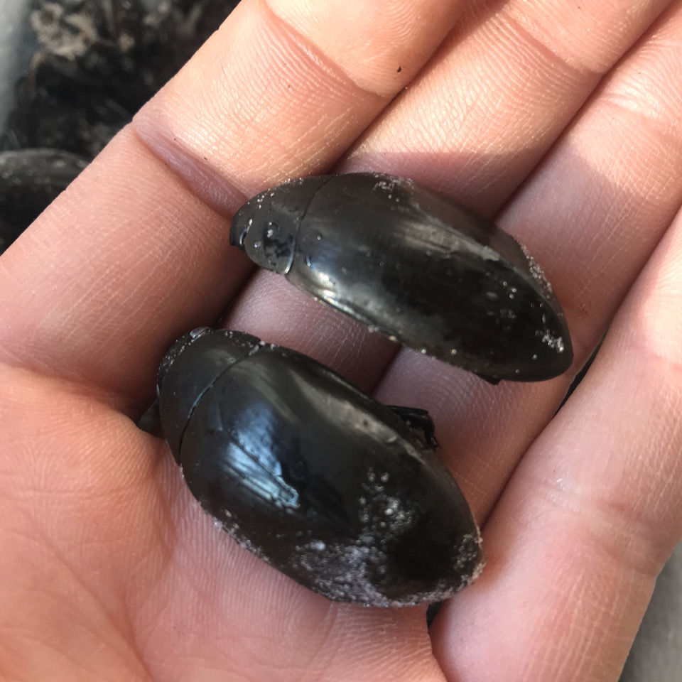 黑龟虫鳖盖黑鳖盖黑壳虫图均为实图拍摄 50克