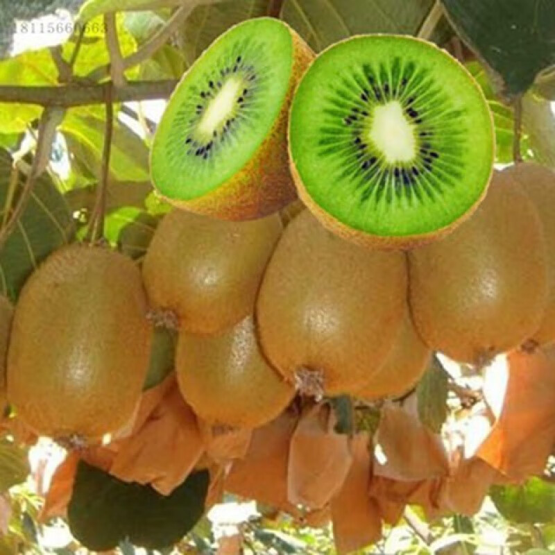 绿达花红心猕猴桃果树苗盆栽嫁接苗黄心弥猴桃树苗当年结果楚红弥猴桃