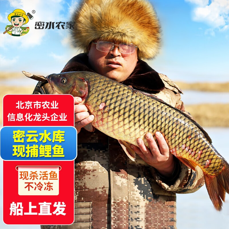 北京密云水库鱼 新鲜鲤鱼 活鱼新鲜宰杀 生鲜鱼类 鲤鱼10斤