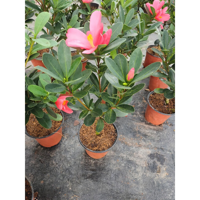 四季杜鹃红山茶花嫁接盆栽带花苞室内庭院名贵绿植红山茶 红山茶4-6