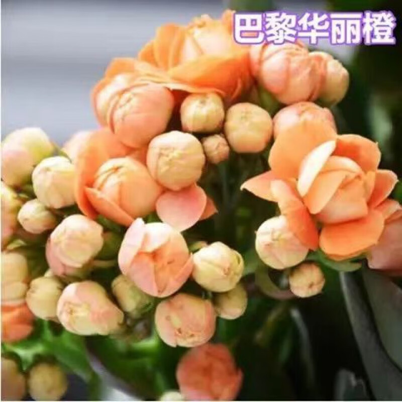 查看花卉历史价格|花卉价格比较