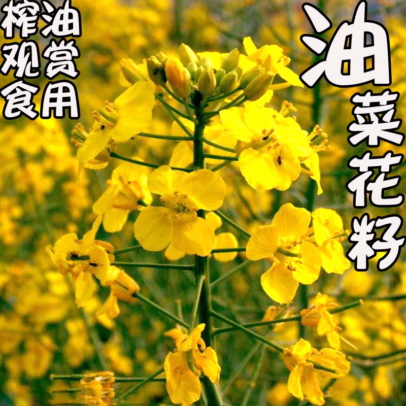 新采油菜种子观赏种籽榨油观赏油菜籽食用耐寒耐旱油菜花种籽 观赏