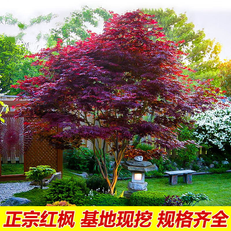 日本红枫树苗四季红庭院中国红园林绿化风景树美国枫叶羽毛枫树大