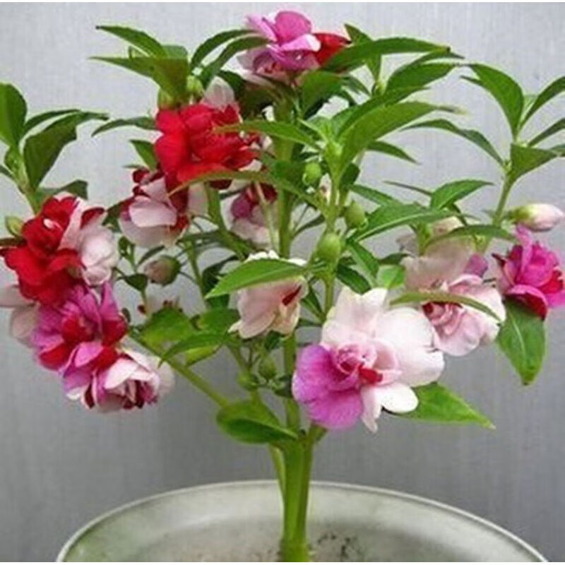 元井花卉种子七彩凤仙花种子盆栽花草种子指甲花种子易种花籽约50粒