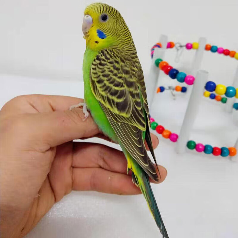 【推荐】宠物鸟活物鹦鹉活体粮会说话幼虎皮黄化手养玄凤鹦鹉活鸟活体