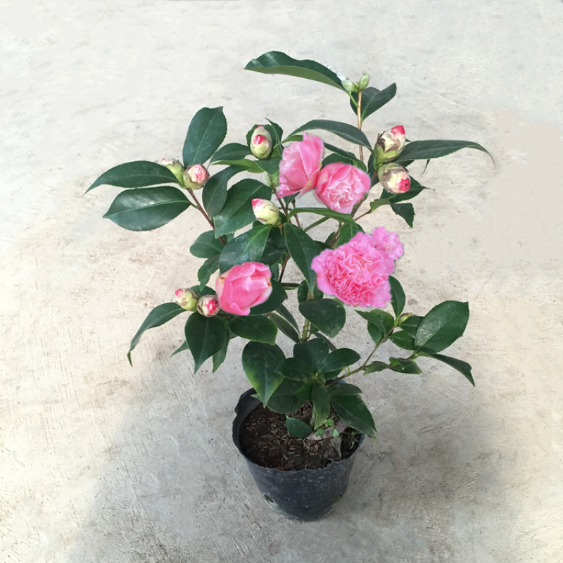 花苞五色赤丹花卉植物室内好养茶花树苗四季开花 粉香妃茶花(约35cm)