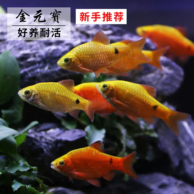 金光灯鱼活体金鱼灯金元宝小型鱼热带鱼观赏鱼灯科鱼宠物鱼 金元宝3条