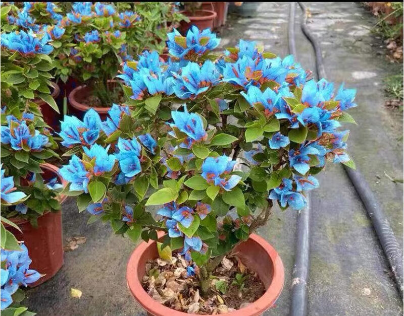 树苗地栽爬藤苗三角梅老桩带花苞四季开花绿植盆栽好养活 孔雀蓝