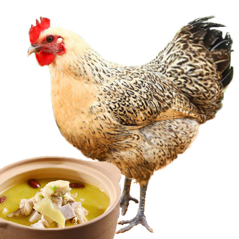 庆方堂农家散养老母鸡1.2kg 散养500天 土鸡走地鸡整鸡生鲜