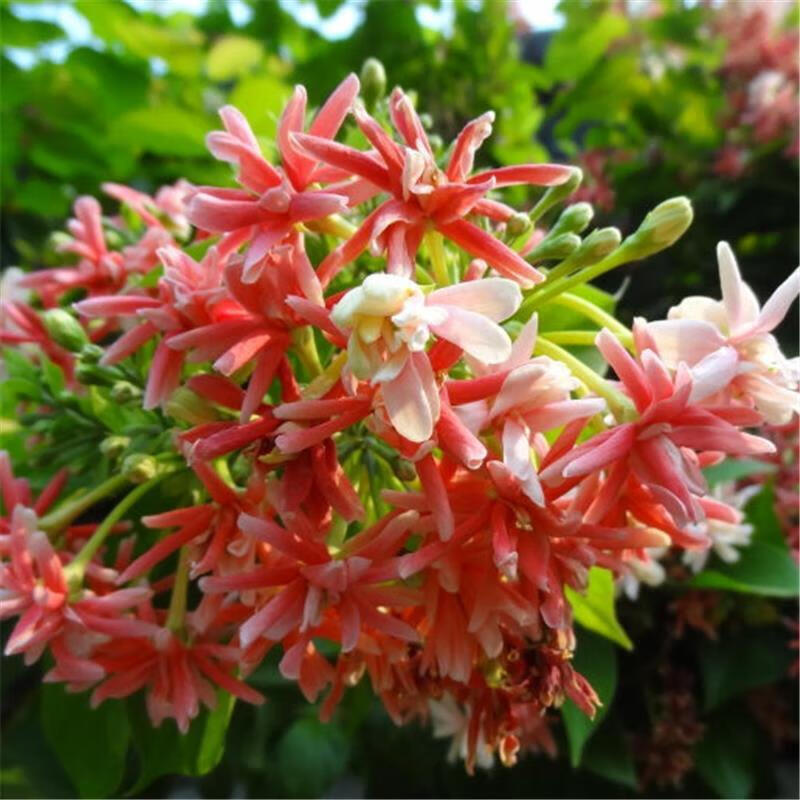 汉柠  攀援使君子花苗驱蚊虫香兰草盆栽植物五彩夜来香树苗藤本花卉