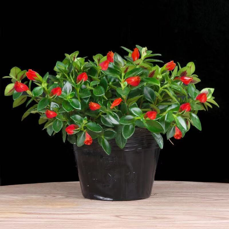 金鱼花 相关京东优惠商品价格升序 价格图片品牌优惠券 虎窝购 金鱼花 相关京东优惠商品价格升序 价格图片品牌优惠券 虎窝购