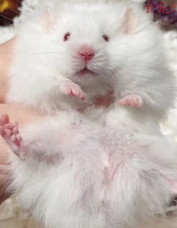 已打疫苗小仓鼠长毛熊稀有波利宝宝卷毛熊活体宠物 长毛白熊(红眼) 公