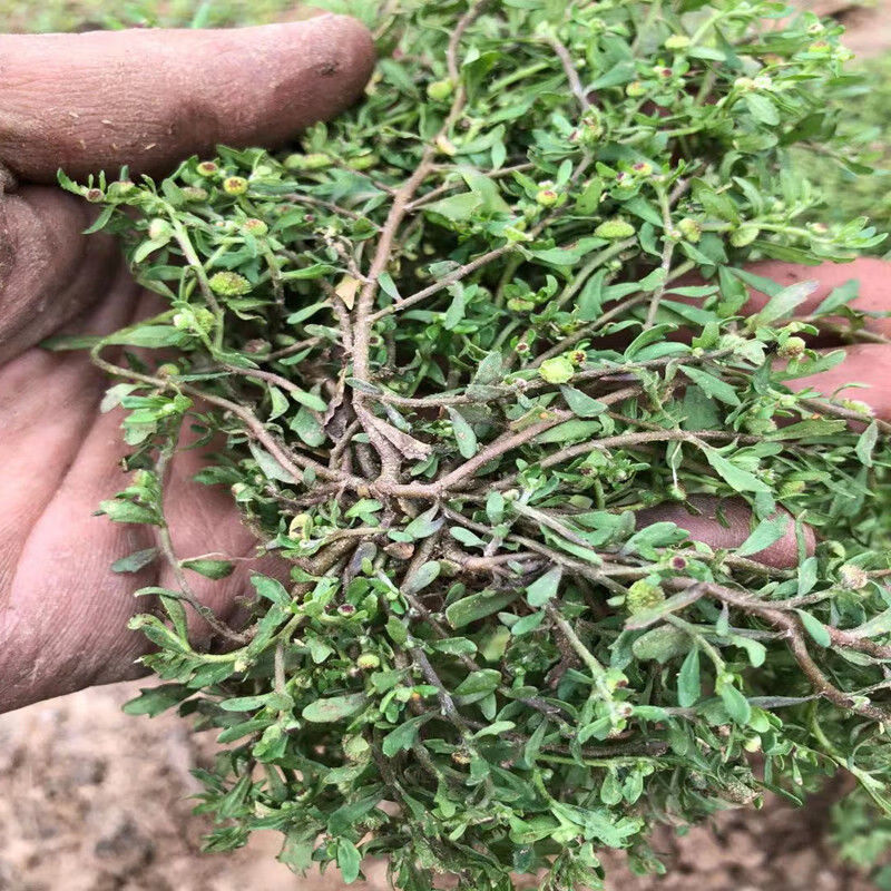 伟博伟博新鲜鹅不食草石胡荽种子鸡肠草鹅不吃草干品打粉中药材 鲜品