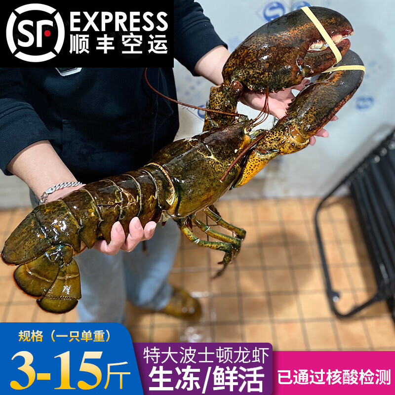 悠轶波士顿龙虾 特大3-15斤波龙海鲜水产鲜活 京东海鲜生鲜大龙虾 500-600g/只*2(到手两只) 【顺丰空运】