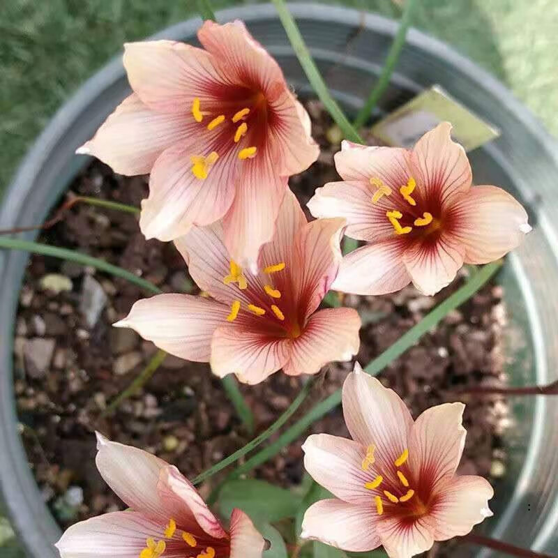 风雨兰种球重瓣韭兰葱兰花苗石蒜庭院花坛四季花卉绿植盆栽种子 7