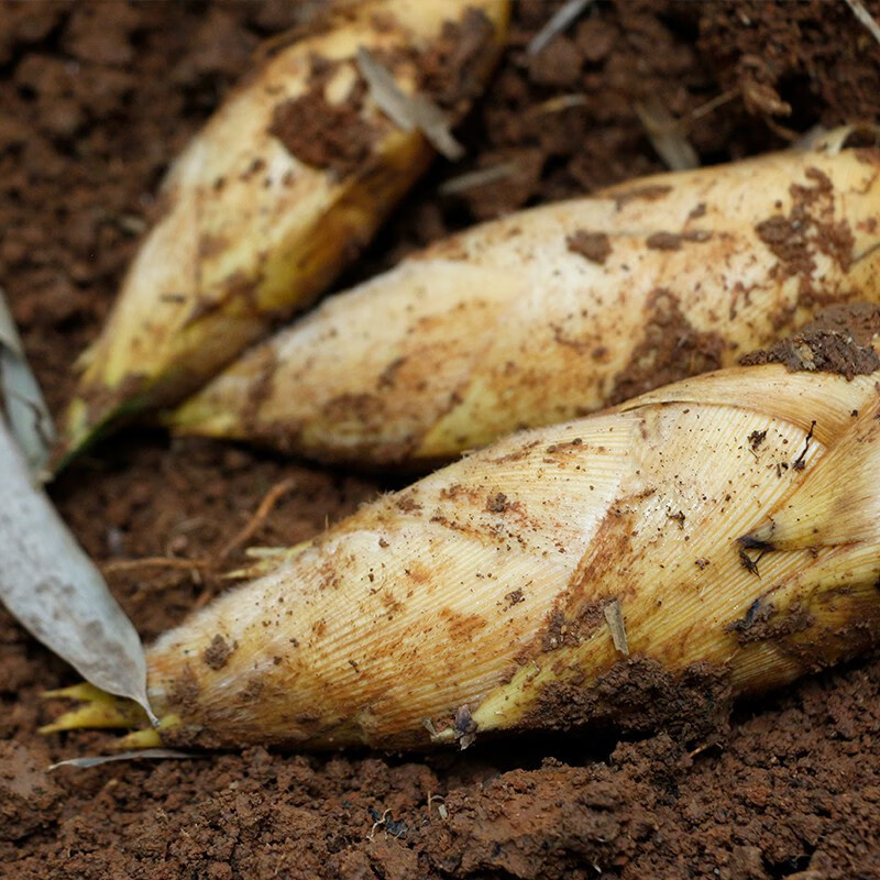 三侬公社 上虞尚品长塘春笋竹笋新鲜净重2500g  冬笋  黄土山笋农家嫩 