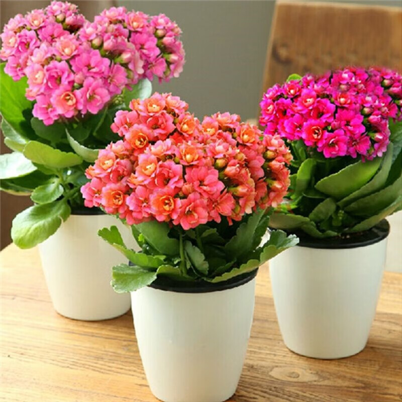 繽賢長(cháng)壽花盆栽花卉綠植盆景辦公室內凈化空氣 3盆長(cháng)壽花白色吸水盆