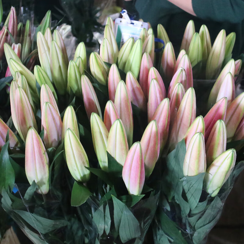 家养植物客厅摆设花香水百合花鲜花盆栽带花苞发货水养真花鲜花 10朵