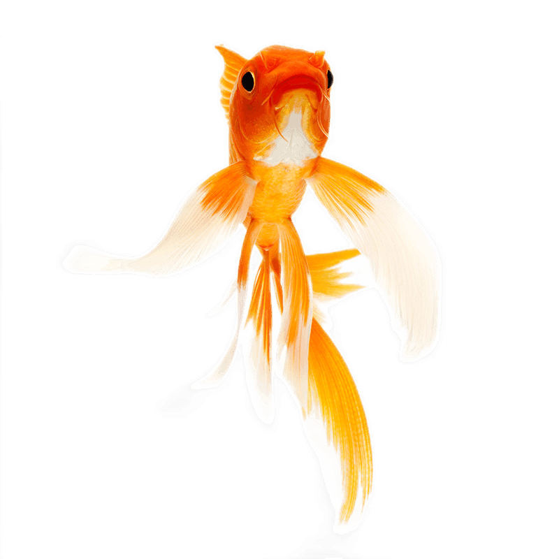 douleqi豆乐奇红草鱼35cm10条