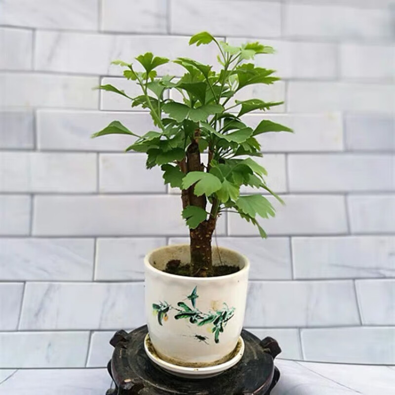 微型盆景丛林式银杏苗百果树银杏小盆景室内阳台盆栽观赏盆景 3公分粗