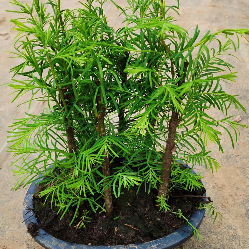 水杉丛林盆景室内四季常青落羽杉清雅老桩盆栽桌面书房绿植物 一盆5-6