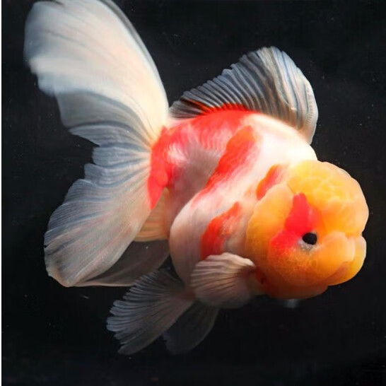 aipharow百褶泰狮冷水金鱼精品活鱼进口f1红菠萝泰师樱花黑色百褶裙