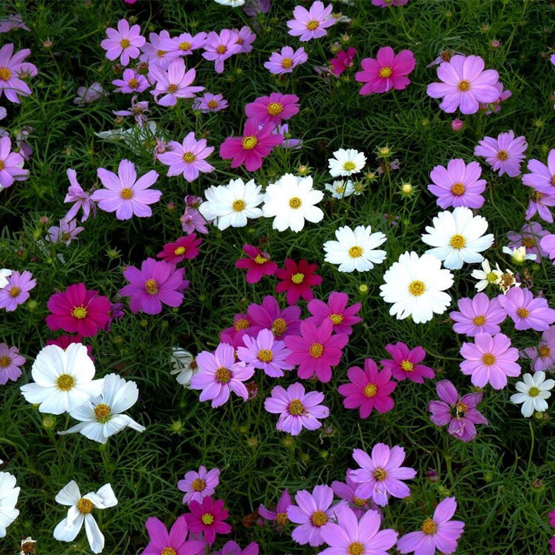 花友秀(huayouxiu) 矮杆波斯菊种子格桑花种籽易活花卉花子庭院室外