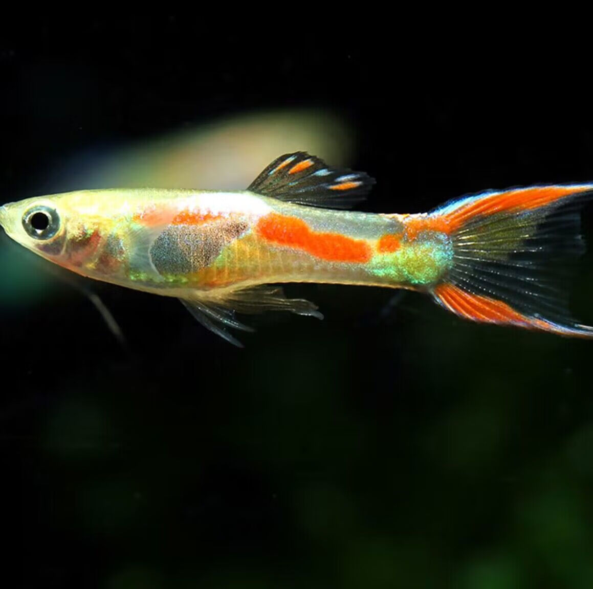 鱼水草缸小型热带淡水观赏鱼霓虹熊猫精灵活体 安德拉斯双剑(公母)1对