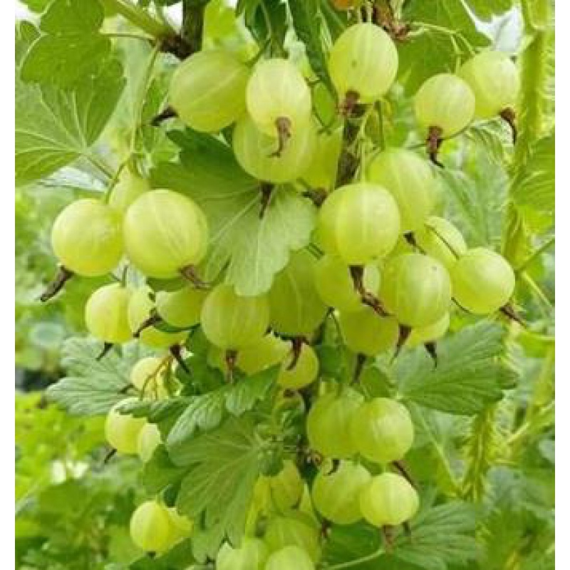 战长沙 鹅莓苗树 灯笼果苗坠玉黑穗 醋栗苗 多年生耐寒果树阳台盆栽