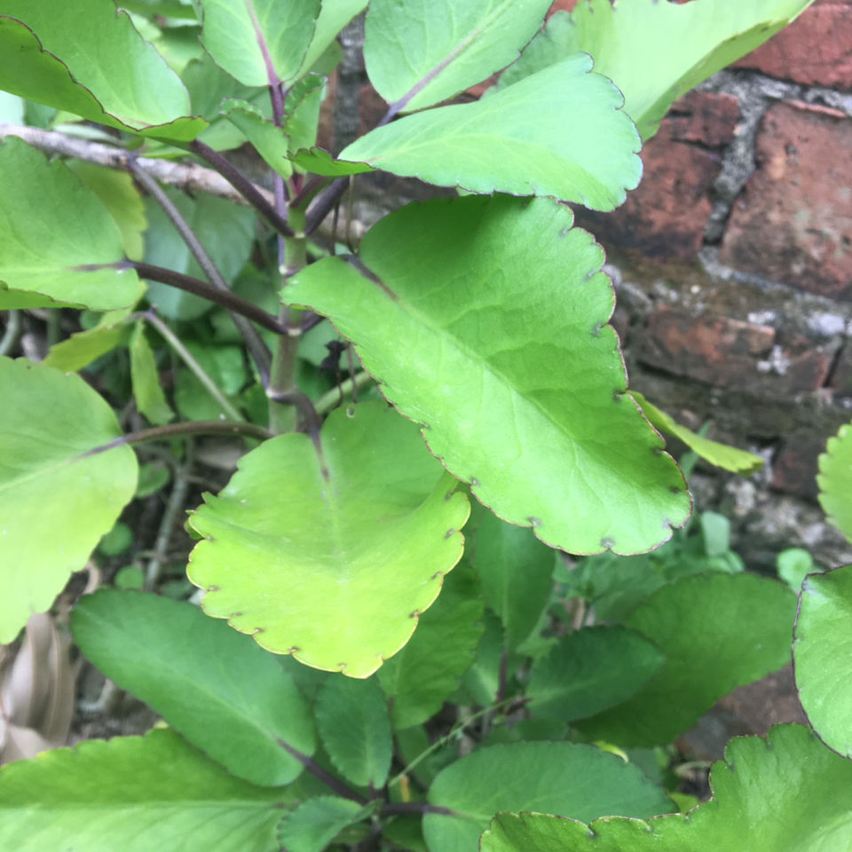 伟博新鲜草药落地生根不死鸟 天灯笼 倒吊莲500g 500g