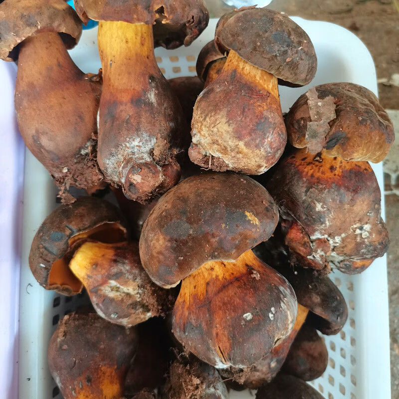 禾澹现货新鲜野生肝菌大脚菇野生菌蘑菇云南土特产美味香浓 黑色(新鲜