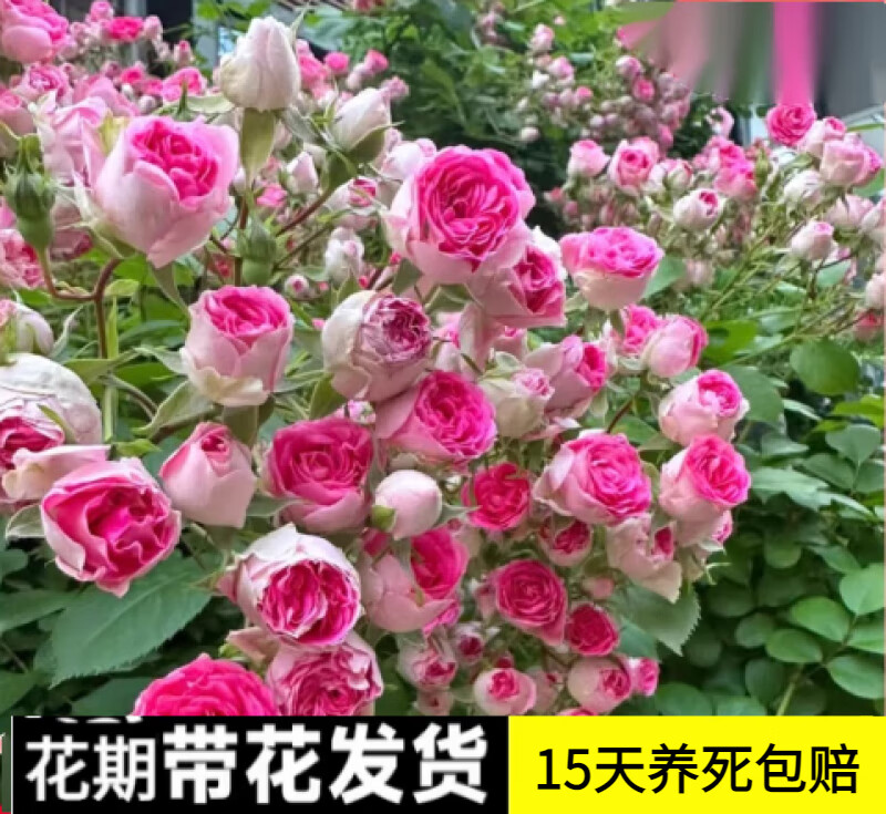 �����ٱ��¼������¼������������ش���ͥԺ����ֲ����̨Ǿޱ��ǽ ��֬�ۡ����١����� 1-1.3�׸߶ȶ�ֲ�