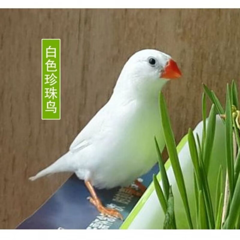 活体宠物鸟灰白文鸟七彩文鸟一对包繁殖可手养小鸟