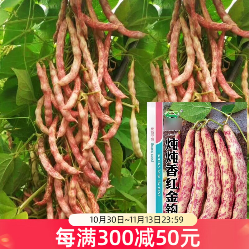老豆角四季豆冬季老来少东北无筋豆籽压塌架 炖炖香红金钩油豆种子20g