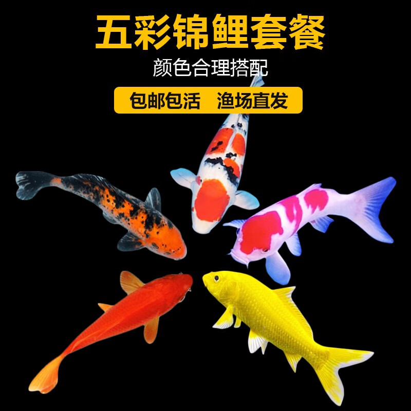易萌 冷水鱼淡水观赏鱼草小金鱼活体鱼好养锦鲤鱼兰寿锦鲫活鱼小红鱼 五彩锦鲤5-7cm【10条随机】怎么看?