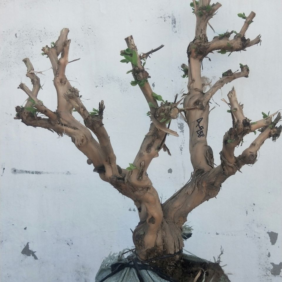 金银花盆景老桩庭院绿植盆栽树桩可观赏花可泡茶霸气老桩 金银花盆景