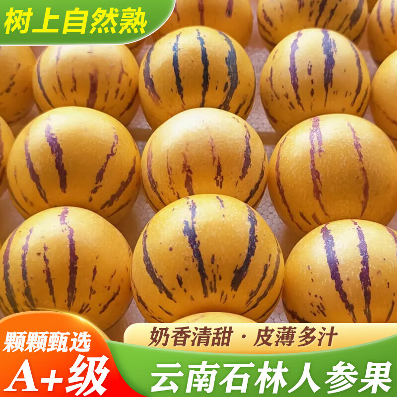 觅百果云南石林人参果新鲜人生果七彩树上熟黄肉圆果特大果长寿果 净重5斤大果【单果80-100g】
