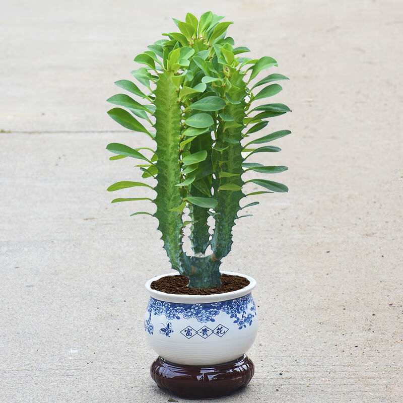 龙骨花多肉植物盆栽仙人掌室内客厅绿植花卉好养阳台 青龙骨25-35cm