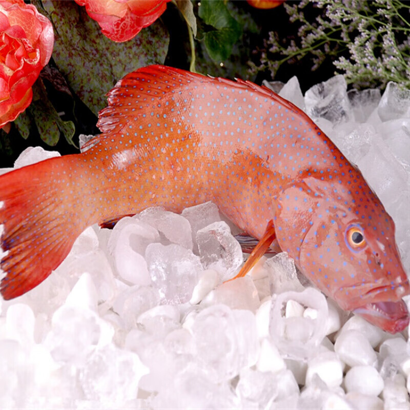 虎钢馋深海东星斑鲜活石斑鱼新鲜水产海鲜大东燕尾斑老虎斑刺身500g