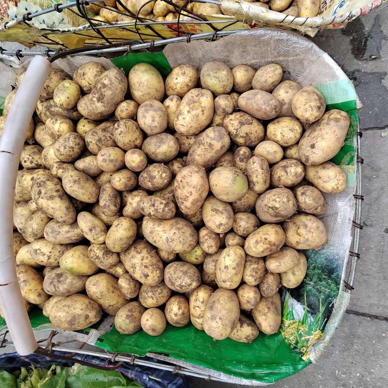 悠妃贵州农家新鲜土豆大中小马铃薯洋番芋自种山洋芋地蛋洋芋头 1500g