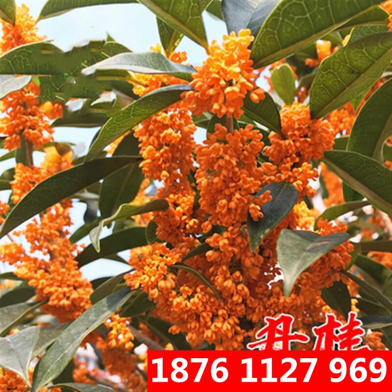千颂园桂花树苗盆栽 流苏嫁接 丹桂 金桂 沉香桂 日香桂 四季桂庭院地