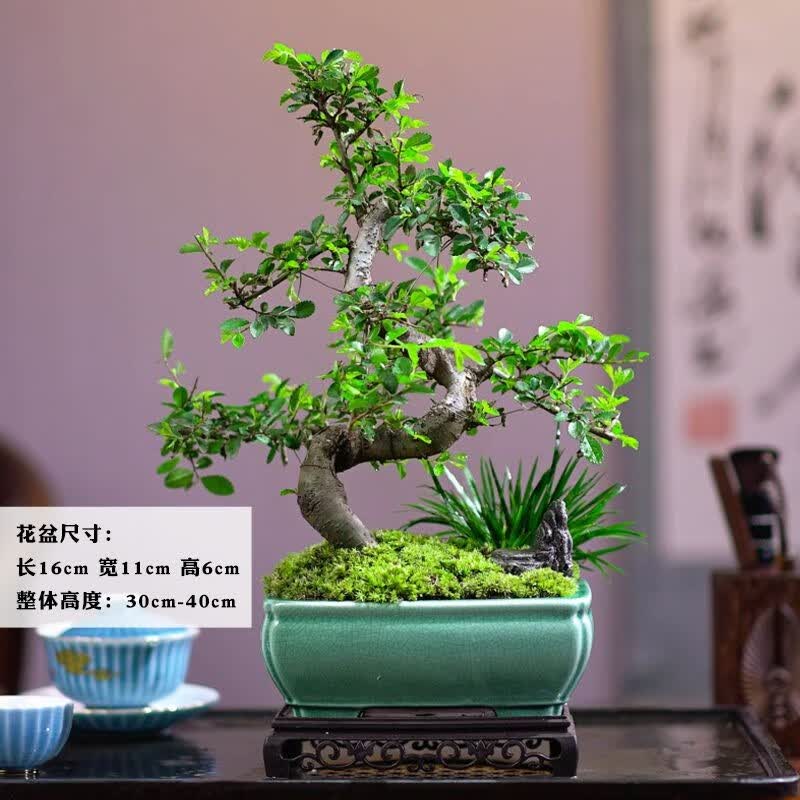 祺典小叶榆树盆景老桩飘枝造型盆栽室内客厅阳台庭院绿植四季常青植物