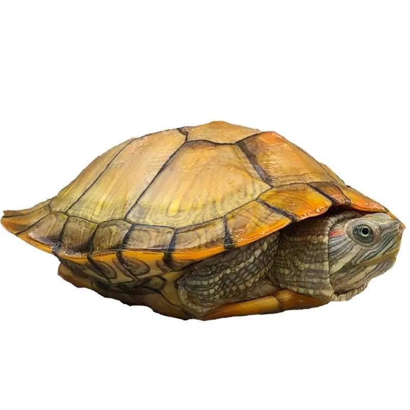 巴西龟活物 乌龟活体宠物龟招财龟情侣龟长寿红耳龟水龟 9-10厘米黄壳