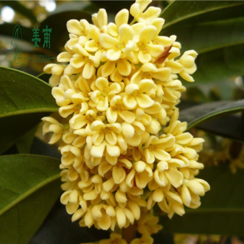 桂花树苗 四季桂花苗 金桂 银桂 丹桂 四季桂 八月贵 沉香桂 办公室内